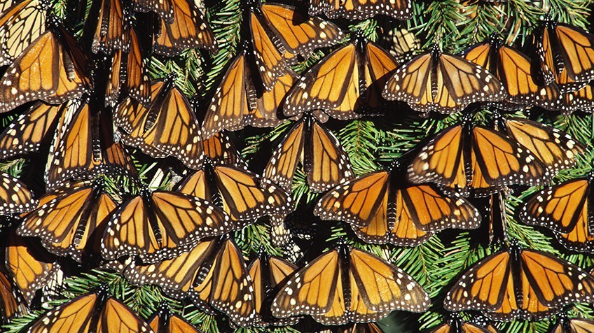 Mariposa Monarca llega al Estado de México
