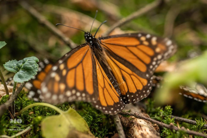 Encuentran nueva colonia de Mariposa Monarca en el Nevado de Toluca