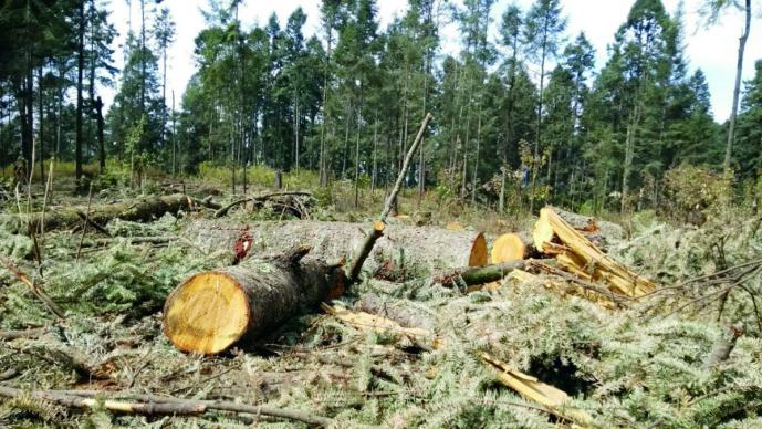Secretaría de Medio Ambiente del Edomex sin posibilidad de castigar la tala clandestina