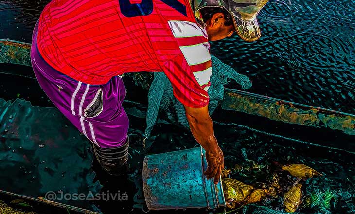 Pesca de la carpa en San Pedro Cholula Ocoyoacac para elaborar el Tamal de Pescado