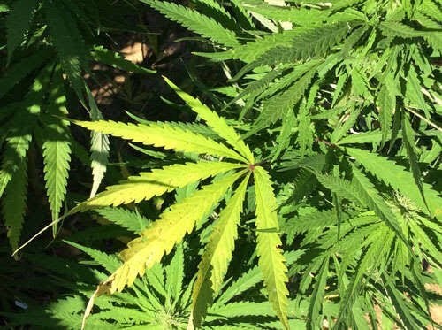 Secretaria de Salud deberá emitir reglamento para el uso del cannabis