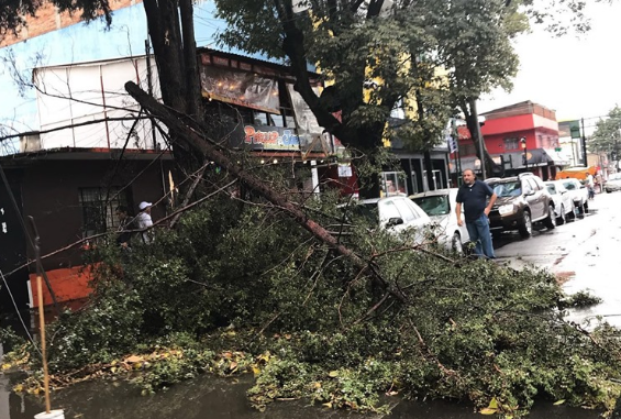 Video: Árbol caído después de fuerte lluvia en Toluca