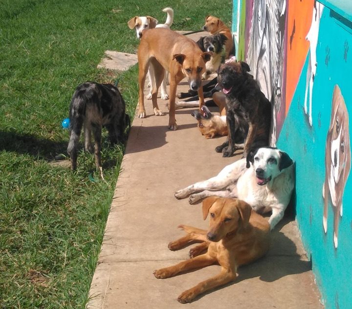 Refugio canino invita a carrera atlética para esterilización y cura de perros rescatados