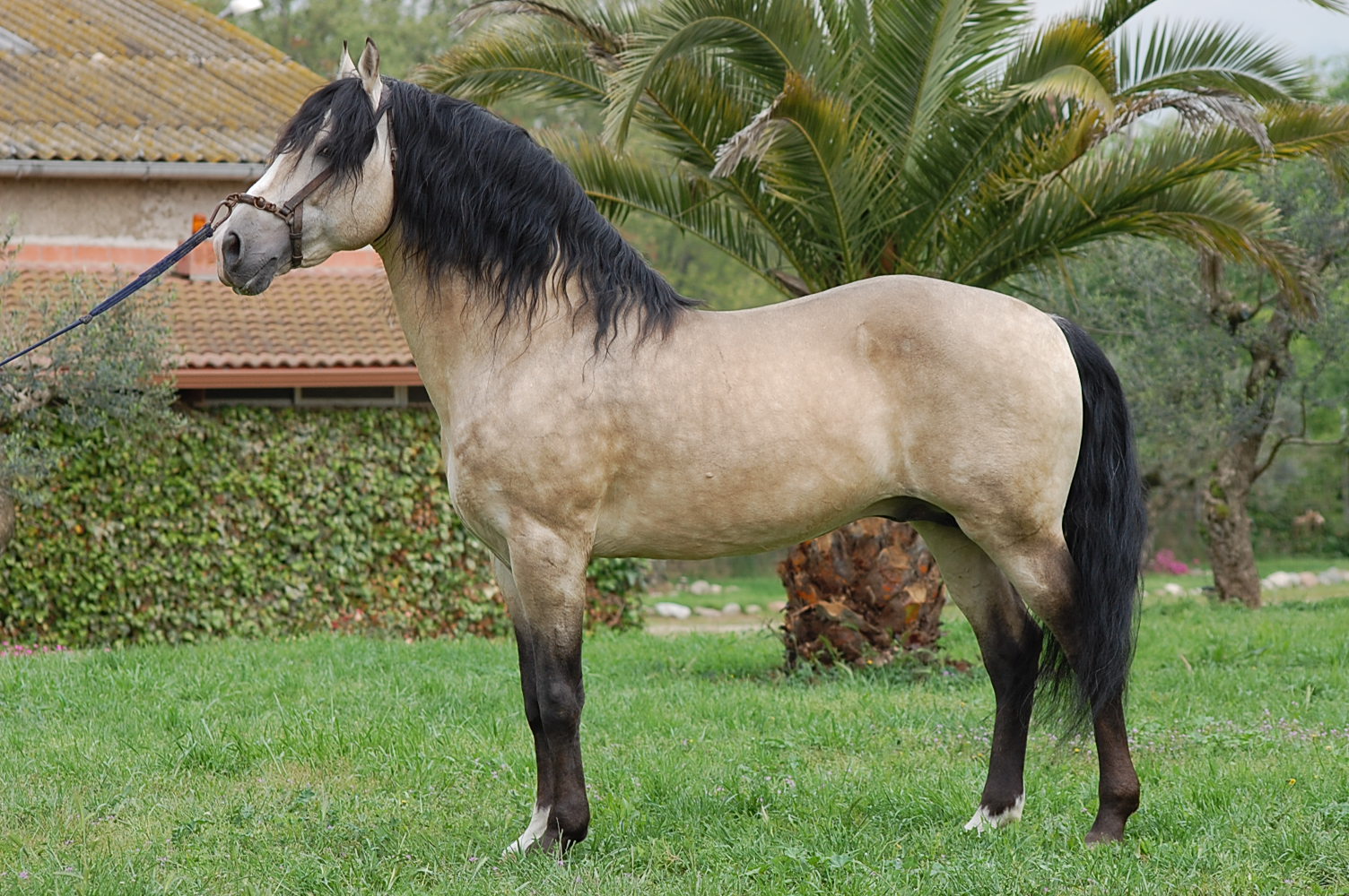 10 datos interesantes del caballo lusitano rumbo al Festival en Toluca
