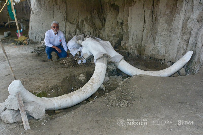 Revelan en Tultepec-EdoMex mamuts con más de 15 mil años