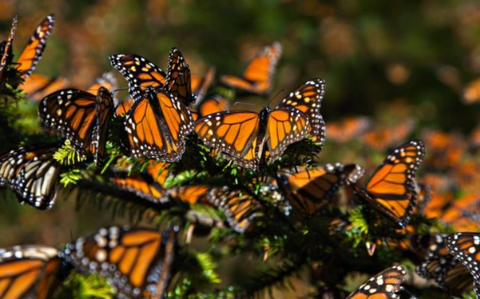 Inicia la llegada de mariposas monarca