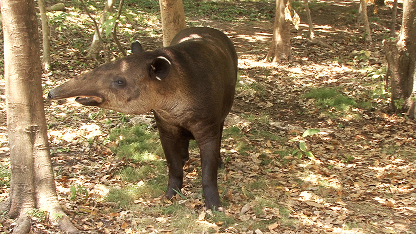 Tapir-en-peligró-de-extinción