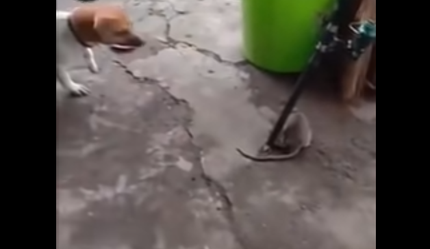 (Video) Perro y gato se unen para enfrentar a gigantesca rata