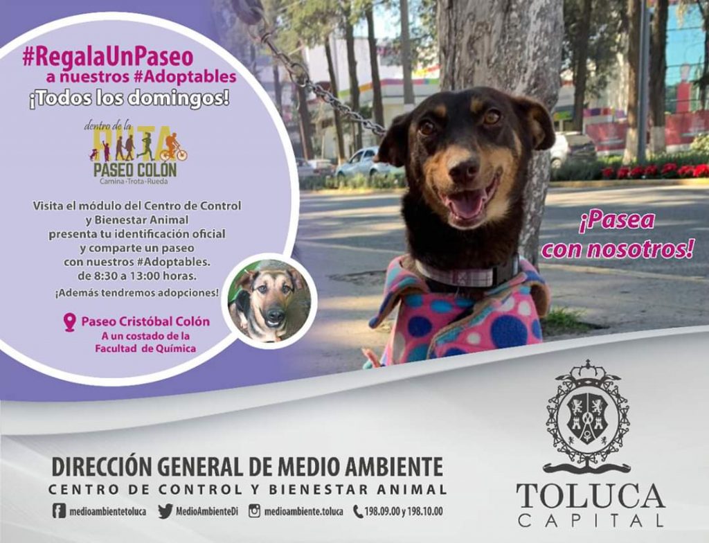 Regala un paseo a un perro adoptable de la ciudad de Toluca