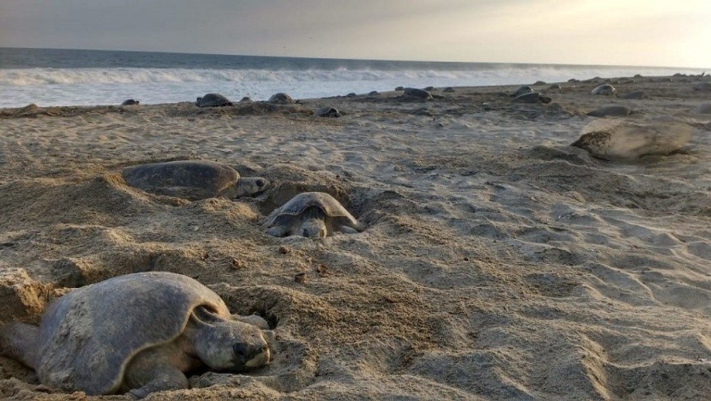 tortugas-golfinas-hallan-muertas-en-la-costa-de-oaxaca