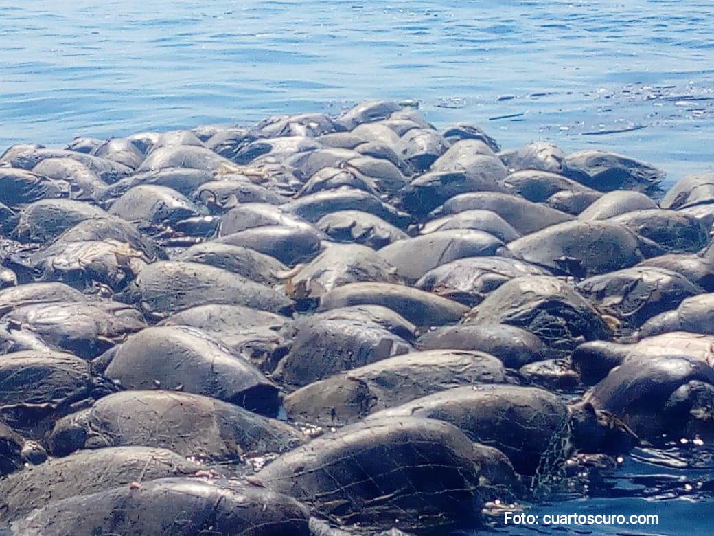 Hallan tortugas muertas en playas de Huatulco