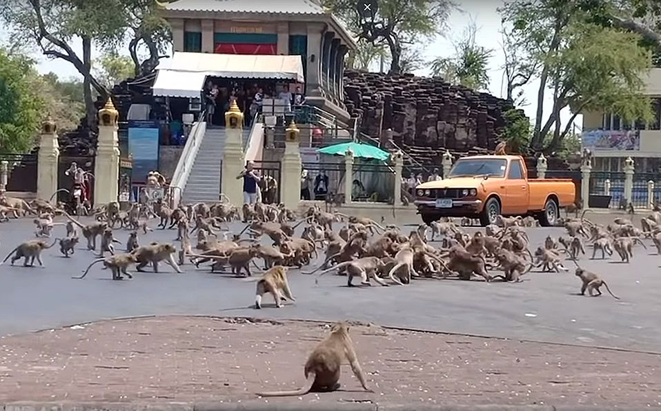 (VIDEO) Cientos de monos pelean por la falta de turistas