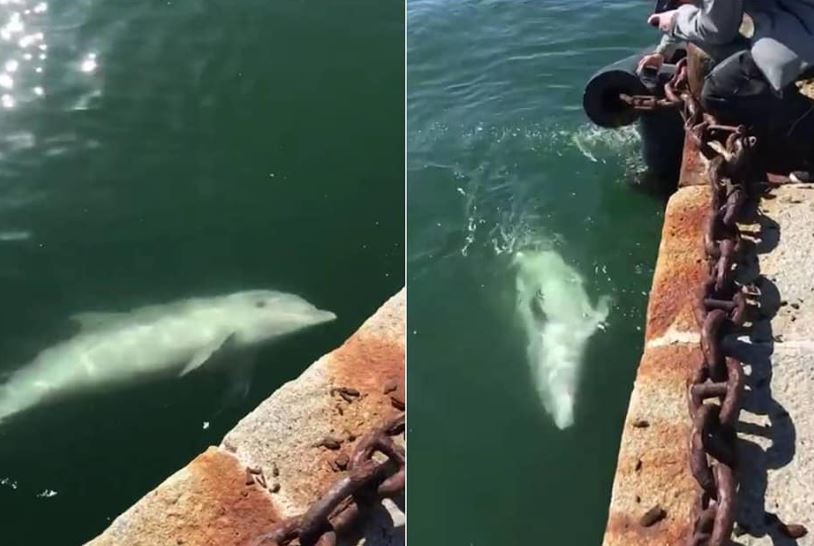 (VIDEO) Delfines se pasean por los canales de Venecia