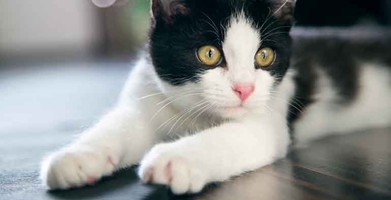 Posible vacuna contra la alergia hacia los gatos