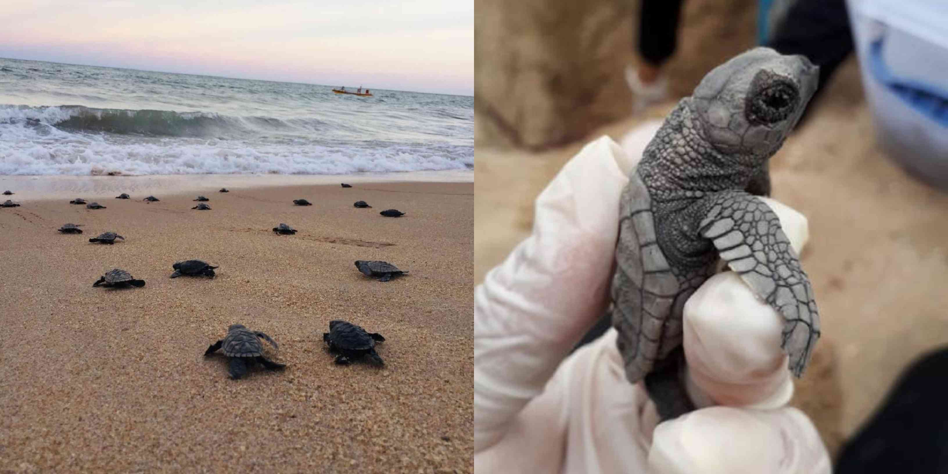 Nacen tortugas marinas en peligro de extinción