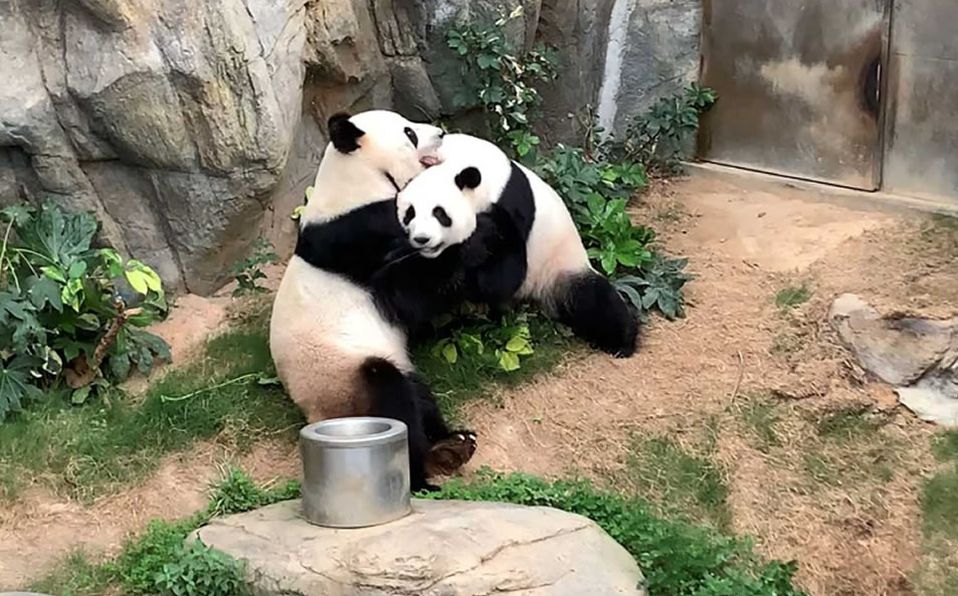 (VIDEO) Pandas aprovechan la cuarentena para aparearse