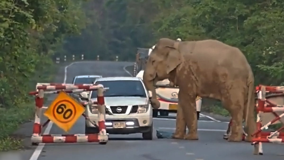 VIDEO || Gran elefante detiene tránsito por comida