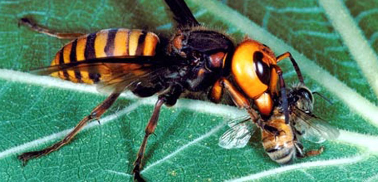 Encuentran avispones asesinos de abejas en EEUU
