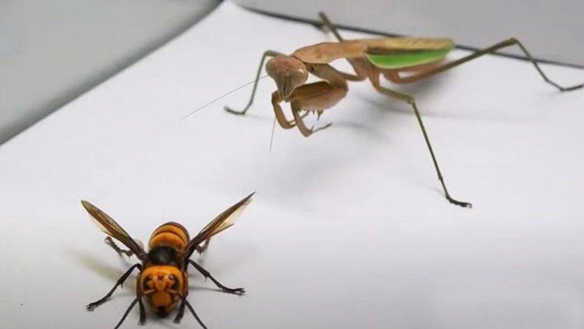 (VIDEO) Mantis religiosa vs «avispa asesina»