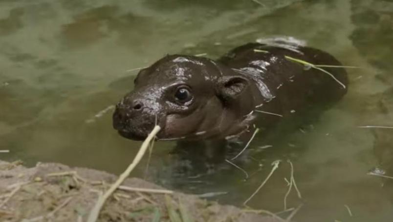 Nace conmovedor Hipopótamo pigmeo en zoológico