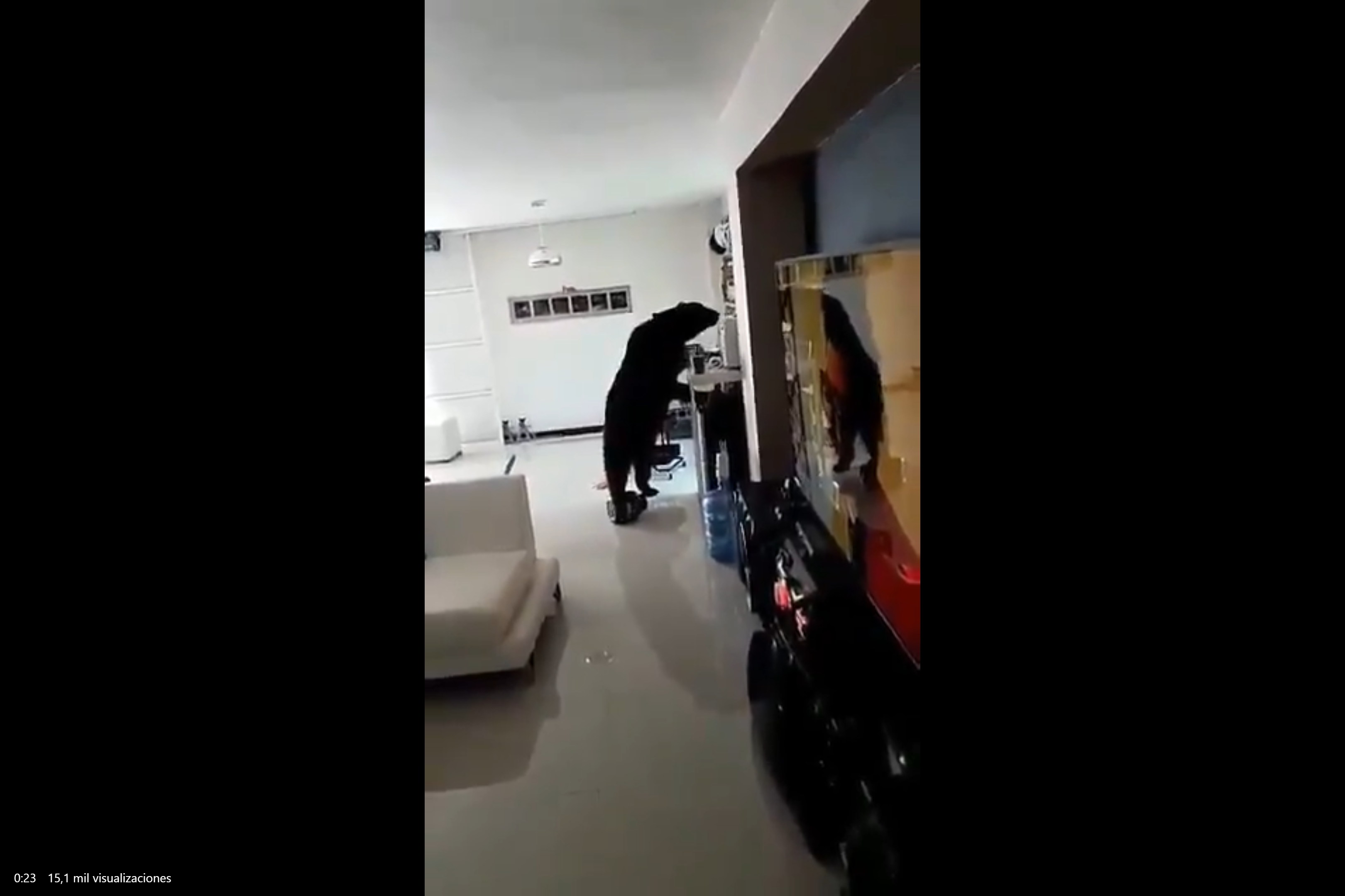 Osos invaden interiores de casas en Monterrey || VIDEOS