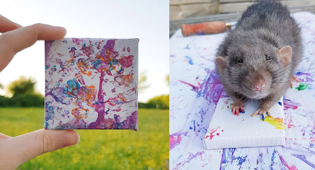(FOTOS) Ratas se vuelven famosas por crear pinturas