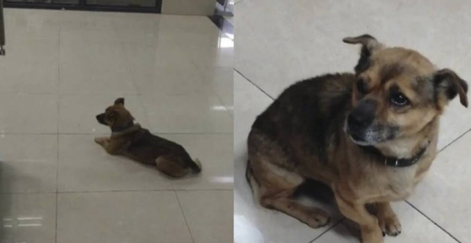 Dueño fallece por Covid-19, pero su perro sigue esperando fuera del hospital.