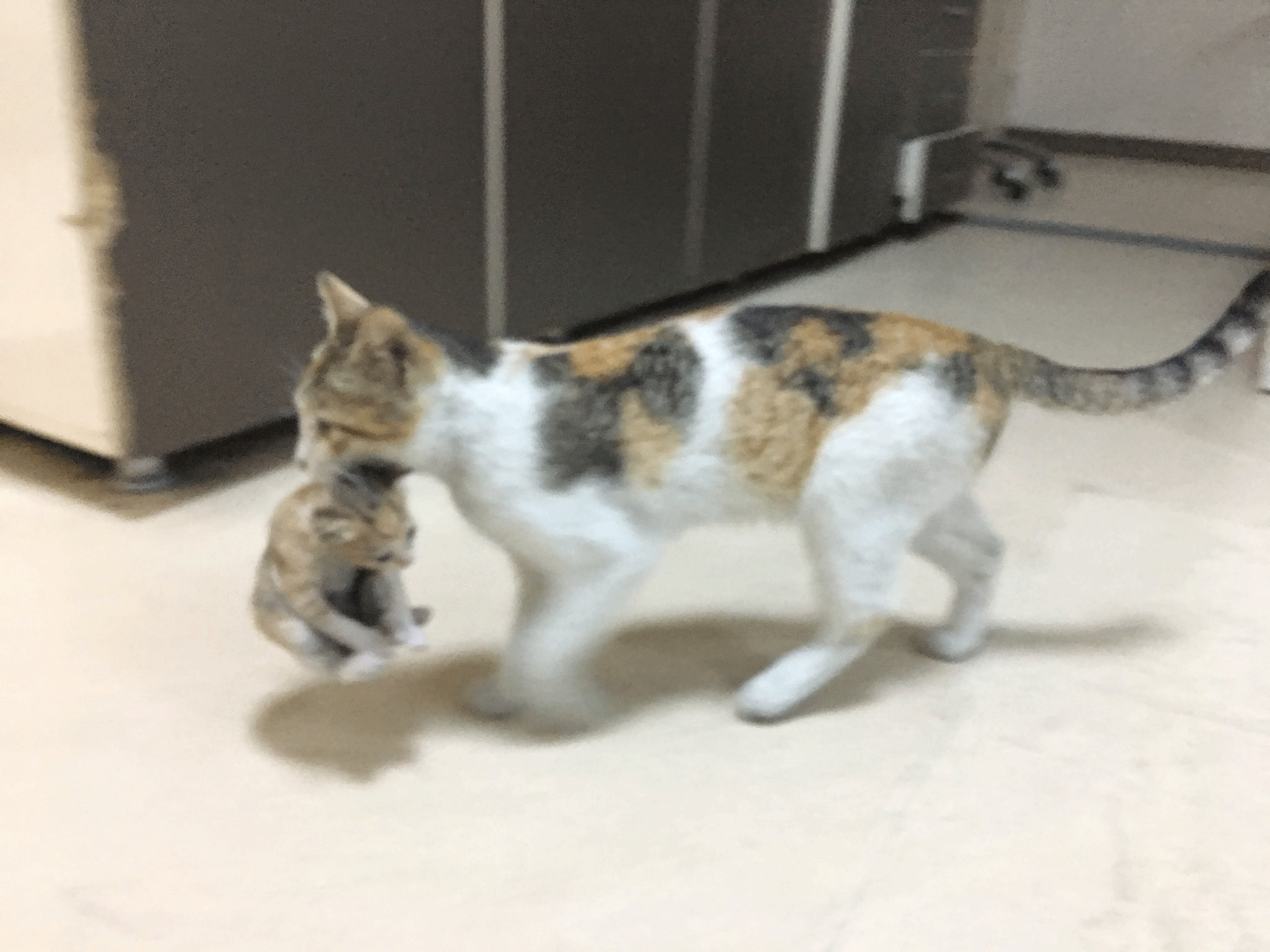 Las redes se conmueven por gatita que lleva a su cría al hospital