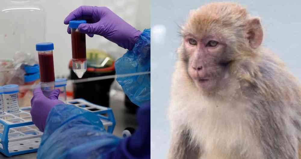 Monos atacan a médico y roban muestras con coronavirus