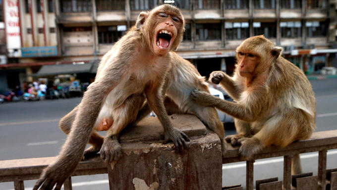 monos-atacan-a-medico-y-roban-muestras-con-coronavirus1