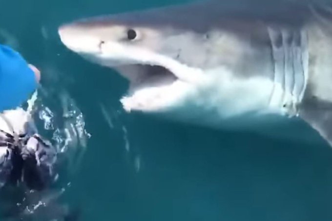 Video || Tiburón de más de mil kilos rodeó a pescadores por 15 minutos