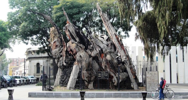 500 años del día en que Hernán Cortés llorara bajo el “árbol de la noche triste”