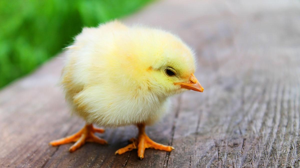 (VIDEO) Pollito nace del huevo en pleno negocio