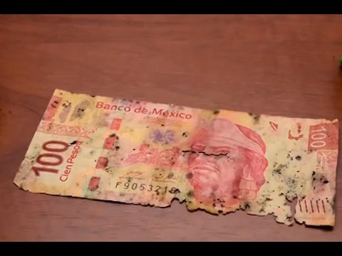 Descubre si tus billetes rotos, unidos o rayados han perdido su valor, según Banxico