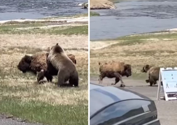 VIDEO|| Lucha a muerte entre oso y bisonte.