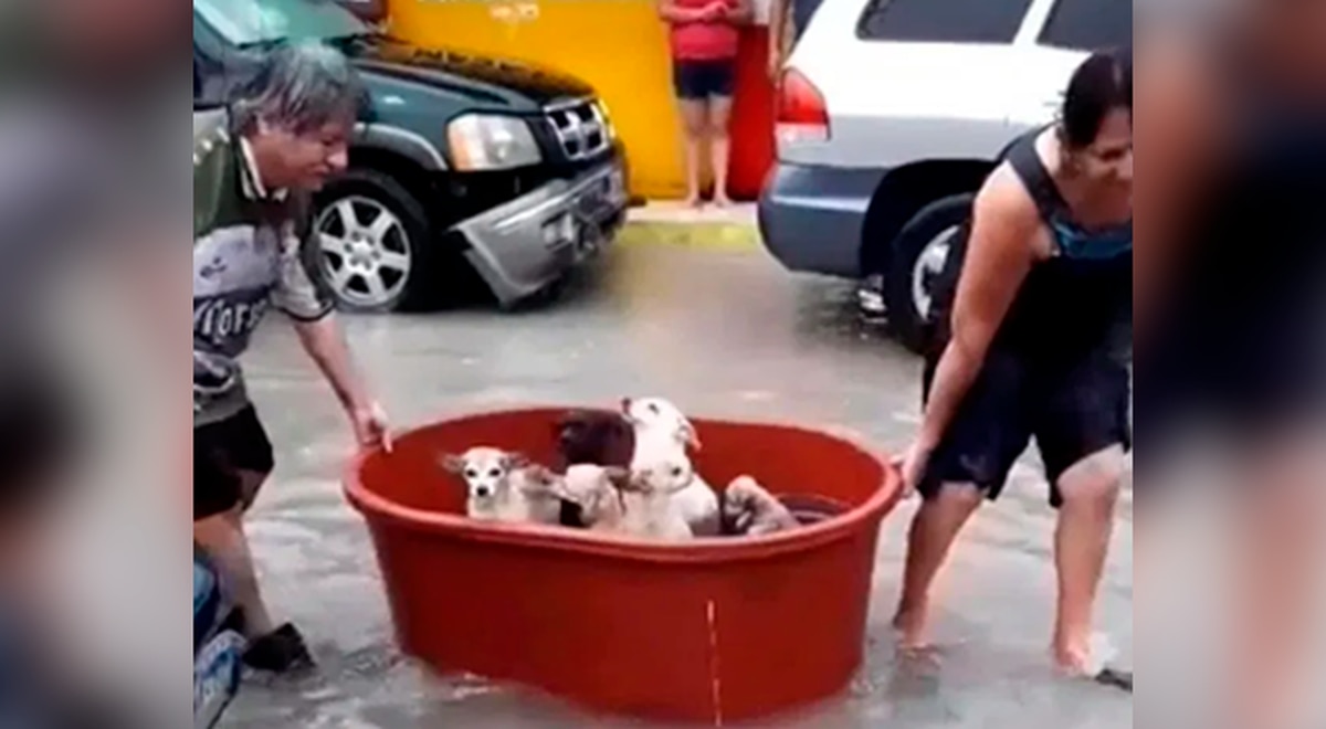 (VIDEO) Salvan a sus 7 perritos del huracán Hanna