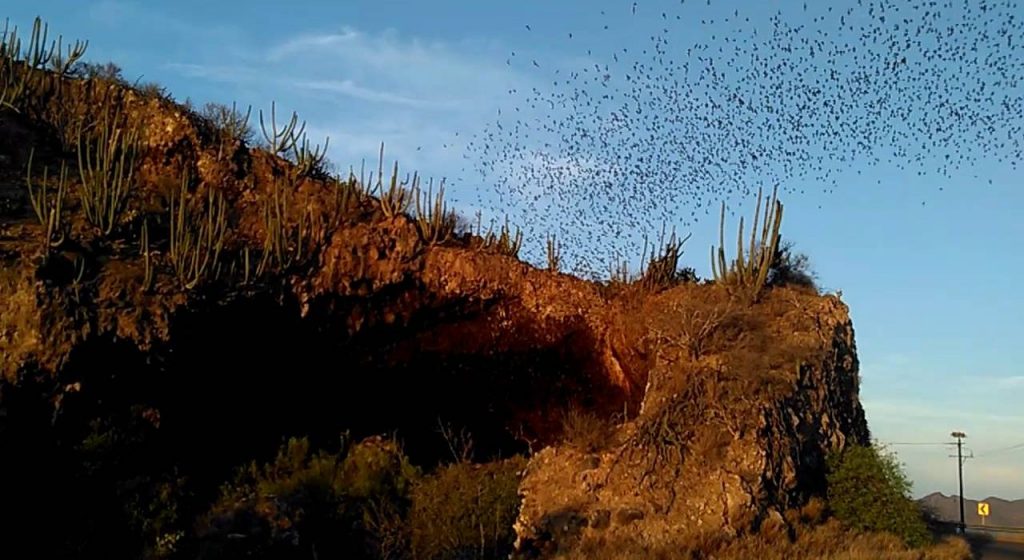 (Video) Captan espectáculo de millones de murciélagos saliendo de una famosa cueva en en Sinaloa 
