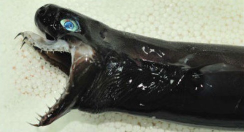 Conoce a la rara especie de las profundidades del mar, el tiburón víbora