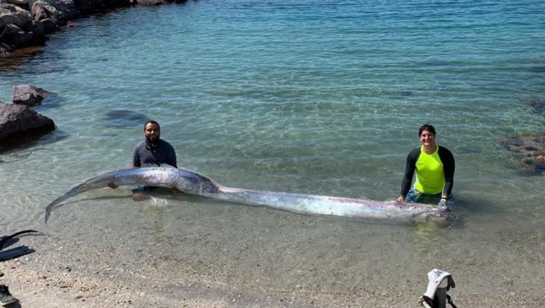 [VIDEO] Encuentran pez remo gigante en Baja California y se vuelve viral