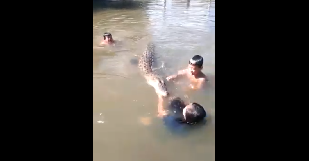 (Video) Niños nadan y juegan tranquilamente con cocodrilo de más de 2 metros