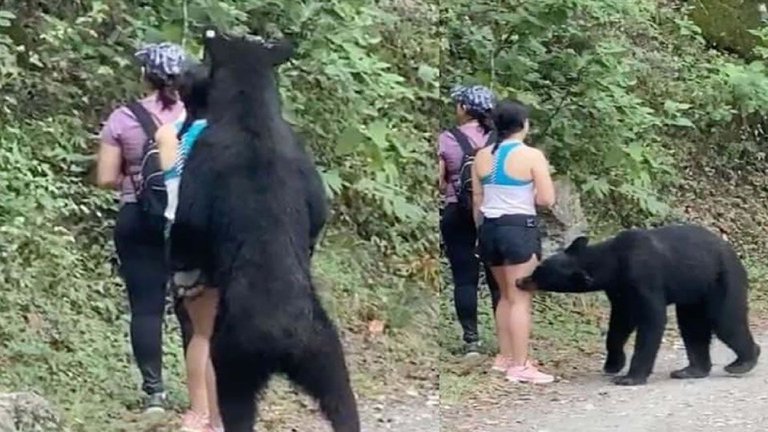 Trasladarán al zoológico a oso que abrazó a una mujer en Nuevo León