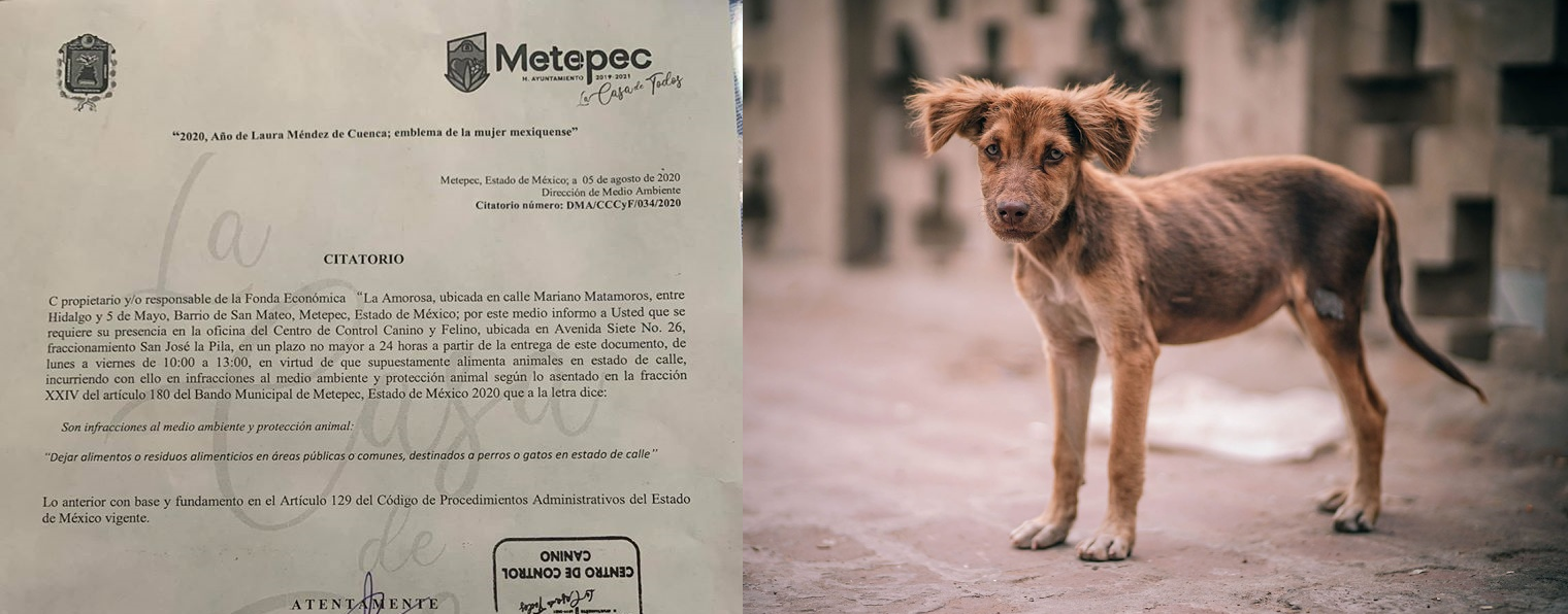 ¿En Metepec sancionan por dar de comer a los perros callejeros?
