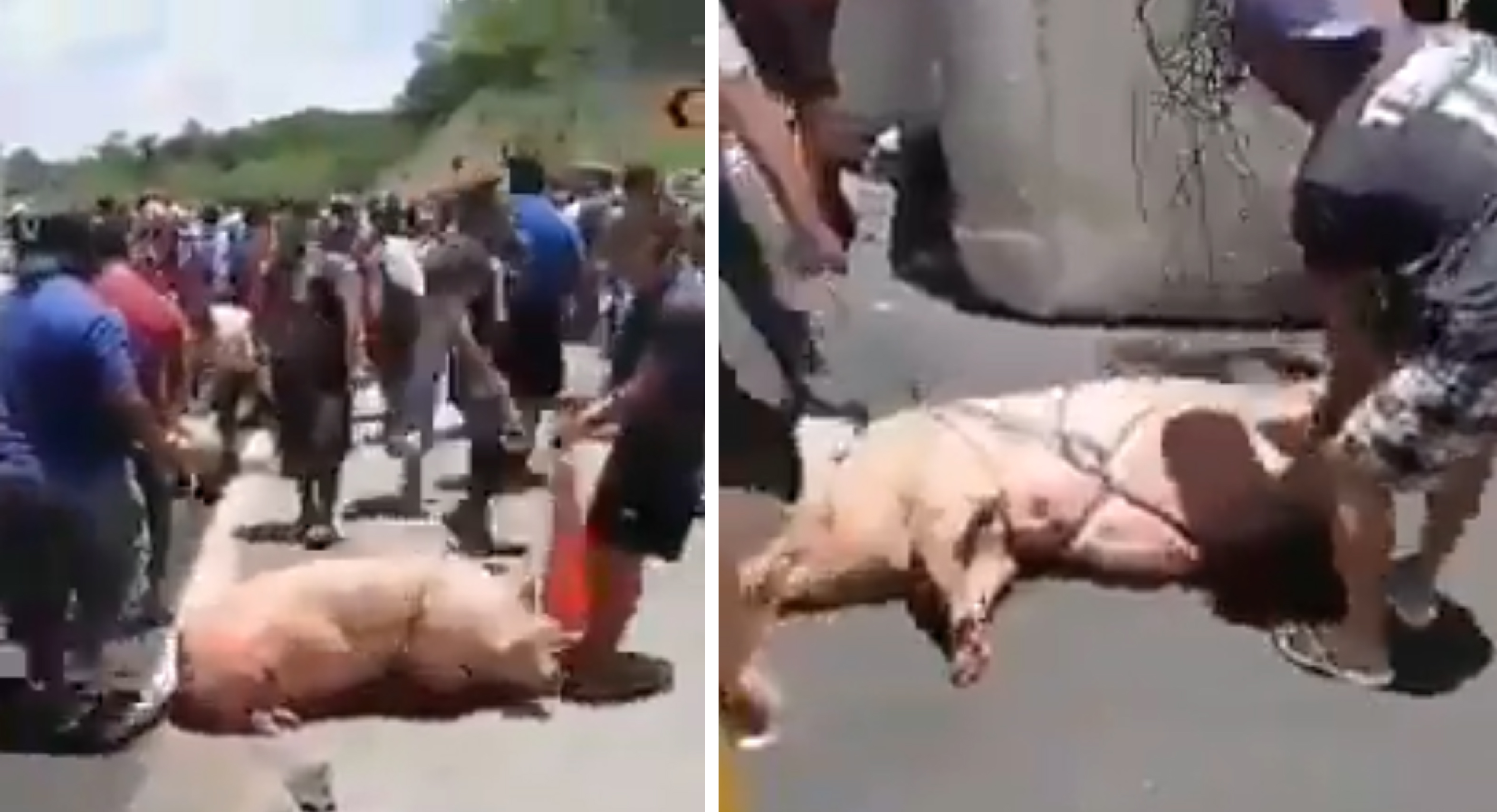 Rapiña de cerdos tras volcadura de tráiler en Campeche || VIDEO