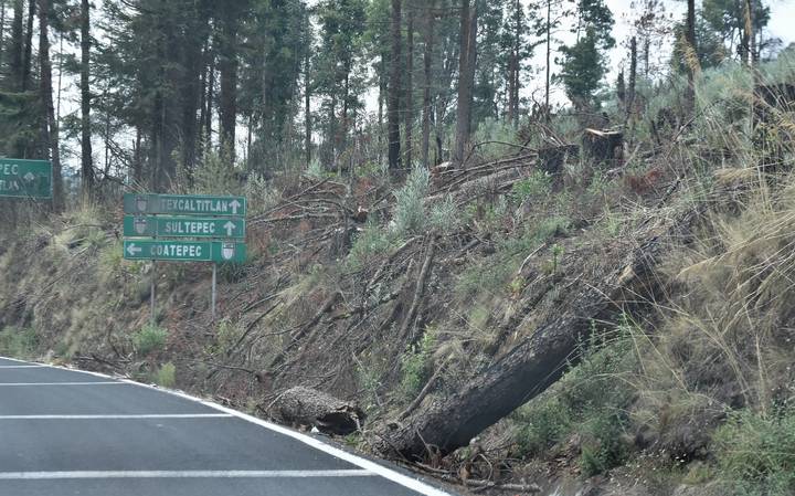 Señalan la gran tala clandestina en Nevado de Toluca y otras zonas forestales del EDOMEX