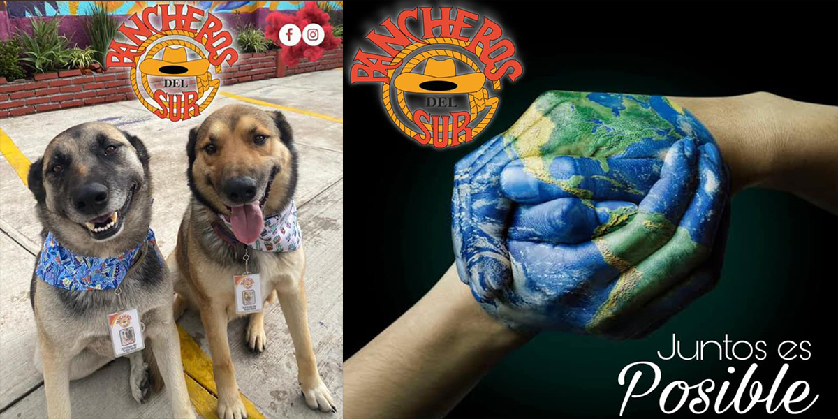 Restaurante Rancheros del Sur en Toluca adopta a perritos callejeros y ya tienen su gafete