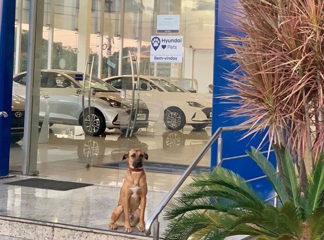 Agencia de autos adopta a perrito callejero y se vuelve viral