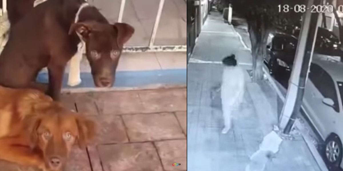 VIDEO || Arrastró y abandonó perritos en la colonia Popotla