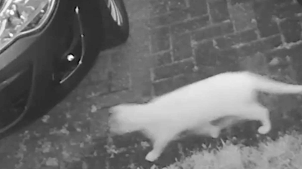 [Video] Un gato es perseguido por un michi fantasma y se vuelve viral