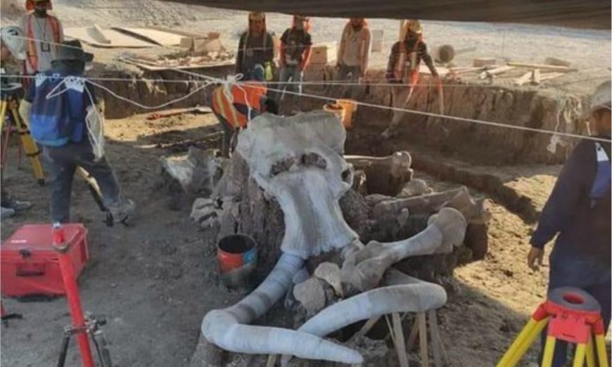 El mayor cementerio de mamuts del mundo podría estar en México