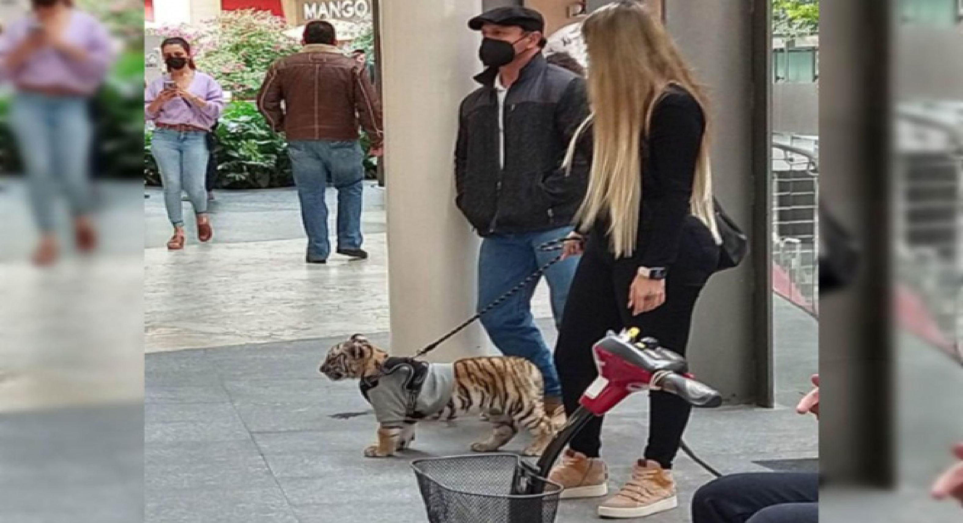 Mujer pasea a un cachorro tigre en una Plaza de Polanco-CDMX
